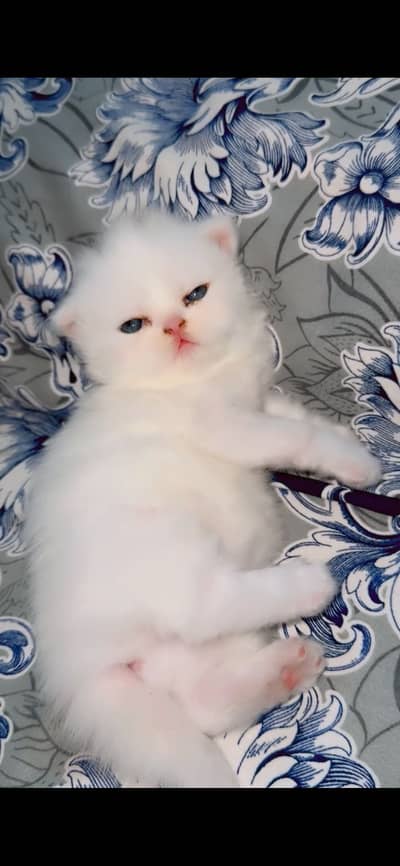 punch face kitten for sale
