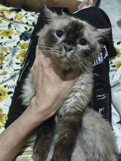 long Fur Himalayan