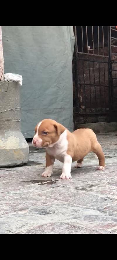 dog American bully