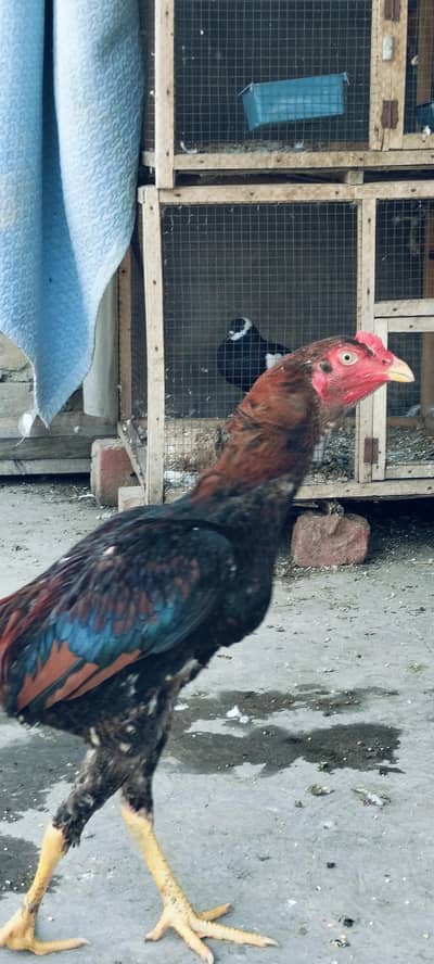 Breeder pair Aseel