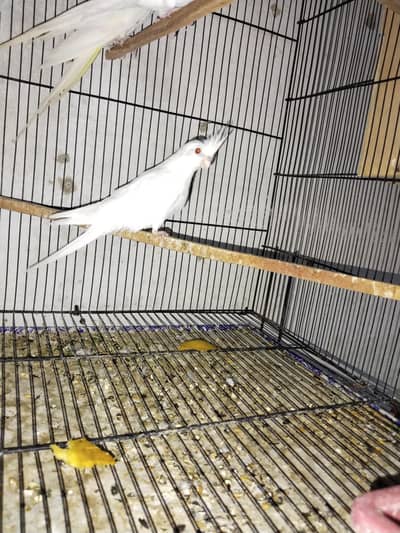 4 portion cage & coctail lovebird for sell