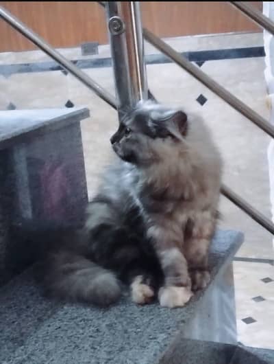 Person cat