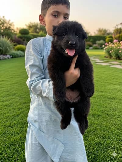 Black German Shepherd Puppies King Size heavy Bone structure