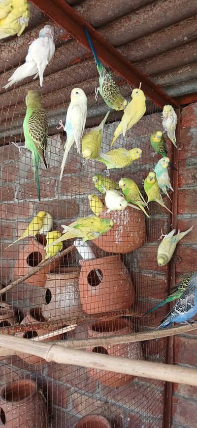 Breeder Budgies/ parrots 
