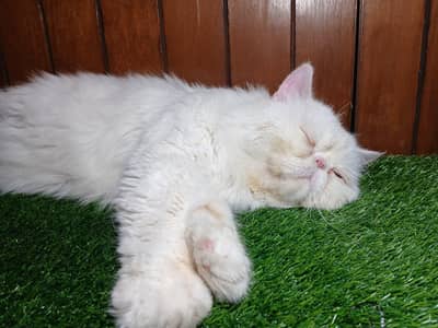 pikki male Avail for mating  purpose. 030309049664