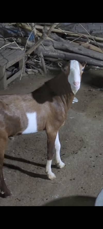 White eyesTedda breeder for sale serious customer Whatsapp 03095980639