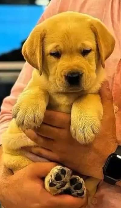 KCP Pedigreed Microchipped Labrador Retriever  Puppies for Sale
