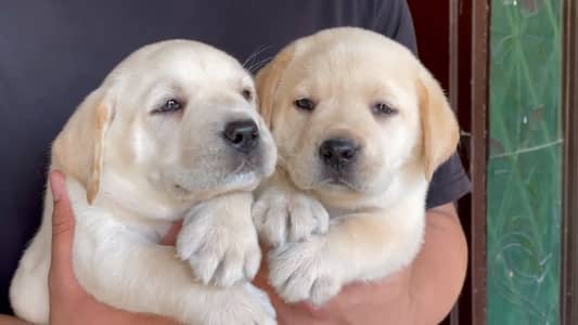 KCP Pedigreed Microchipped vaccinated labrador  Puppies for Sale