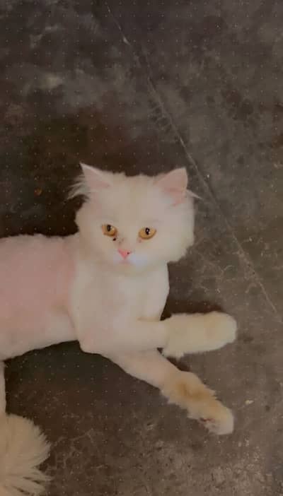 Male cat for Sale