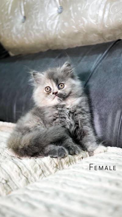 Persian doll face & extreme punch kitten