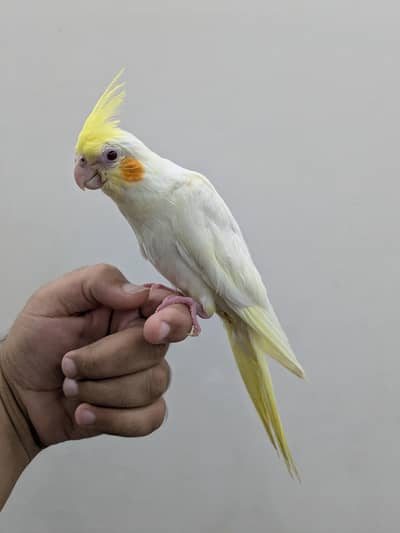 Fully Handtame Cockatiel