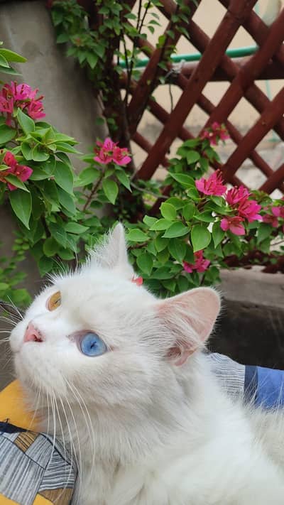 Odd eye Persian cat