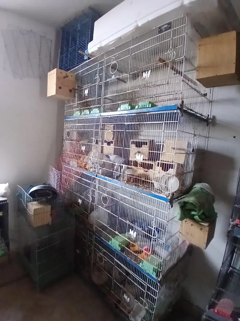 birds cages for all setup sale