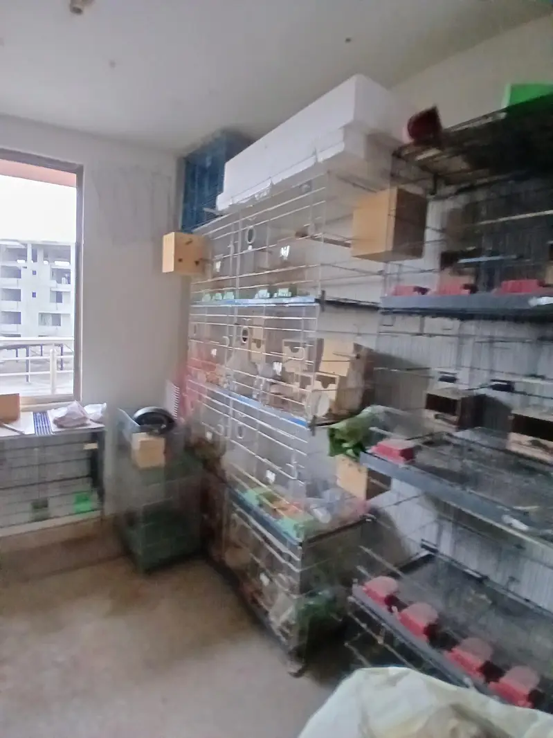 birds cages for all setup sale — photo 3