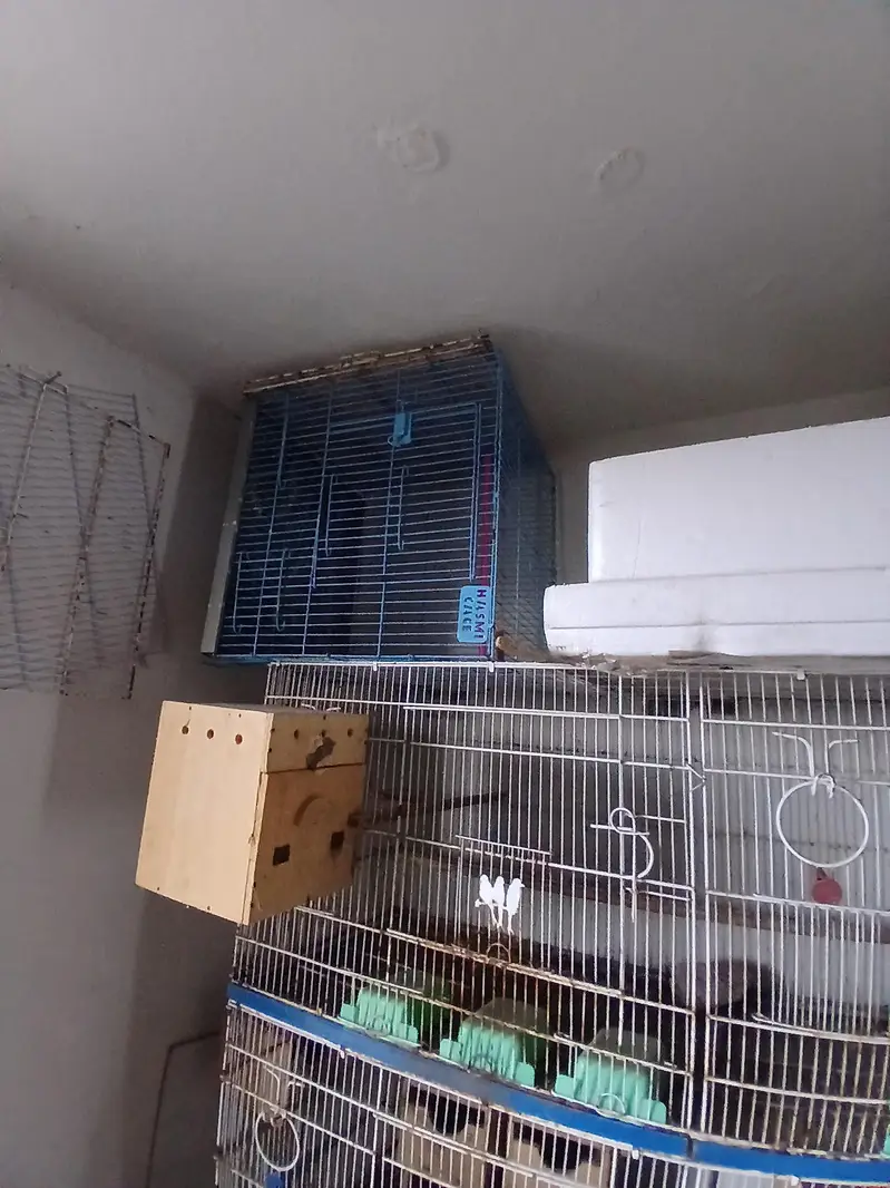 birds cages for all setup sale — photo 4