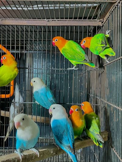 lovebirds parrots pair