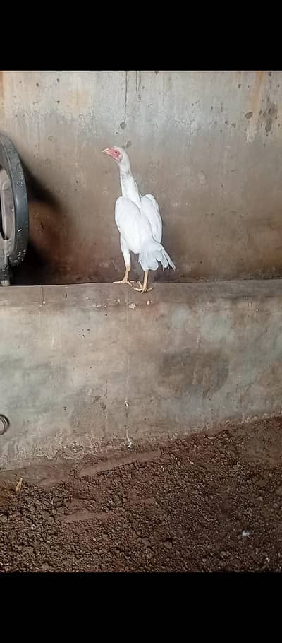 paper white heera  pathi