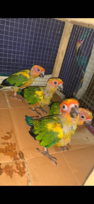 Sunconure chick healthy active