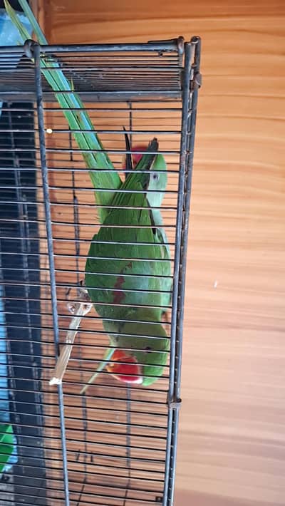 Raw parrot