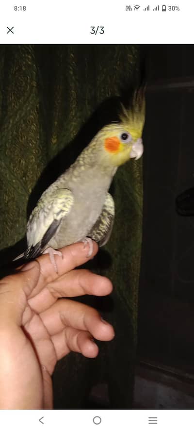 Cocktail hand tame pair  big size only serious buyer contact