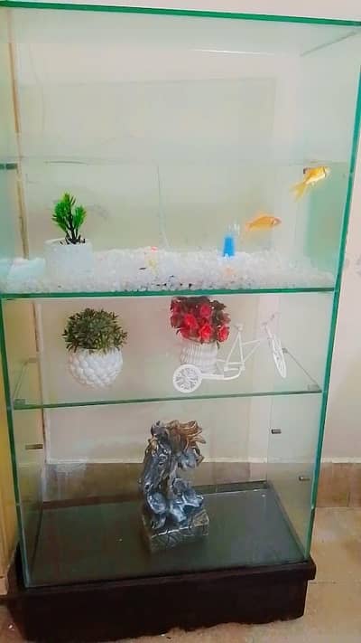 fish aquarium