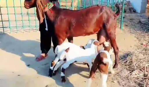 teen bacchon wali desi bakri for sale call on 03253211241