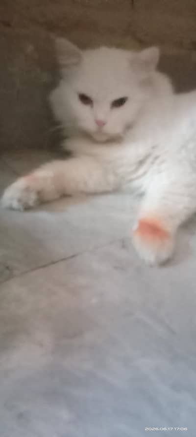 Persian male