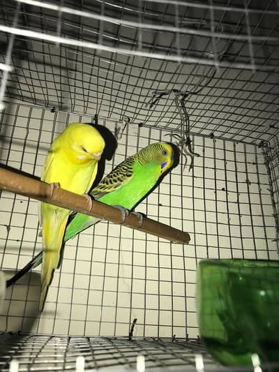red eyes female + black eyes male