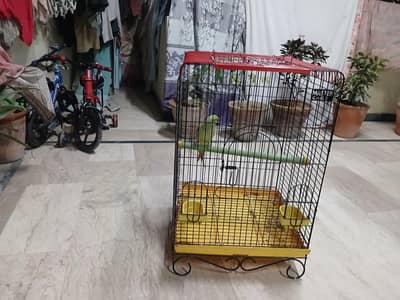 talking parrot for sale