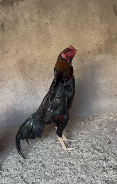 Japanese shamo Aseel