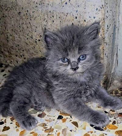 healthy and playfull kitten /age 2 months