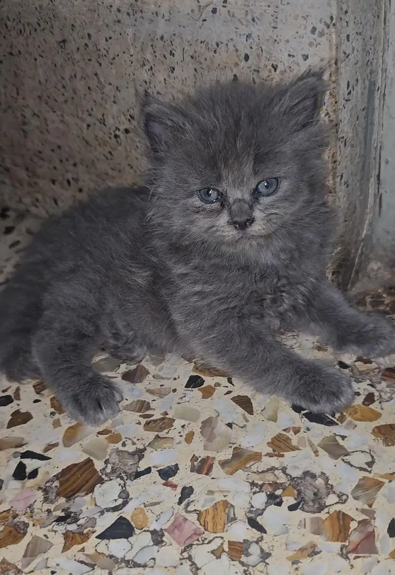 healthy and playfull kitten /age 2 months — photo 2