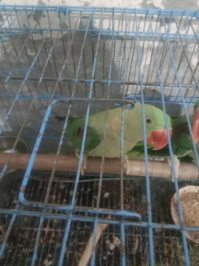 ha parrot both acha ha