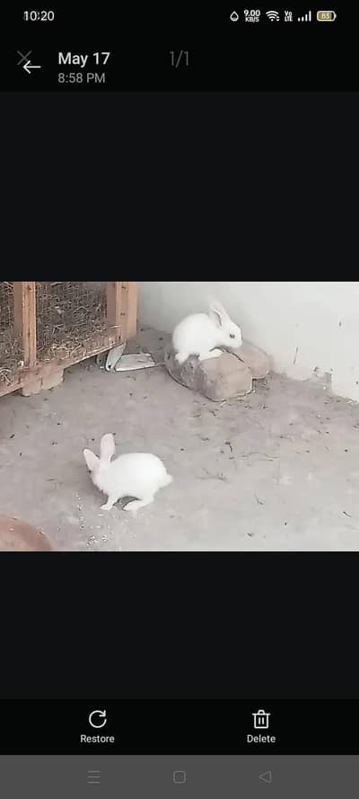 male baby rabbits and big female rabbit available