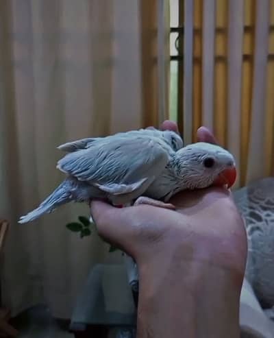 Yellow n blue lacewing chick for sale