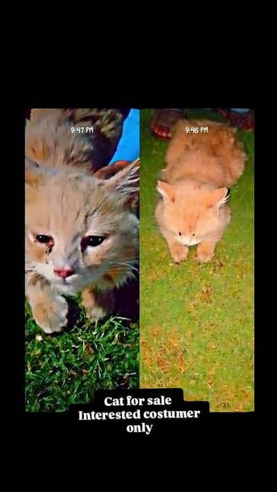 cat for sale