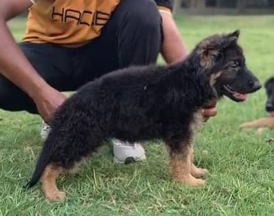 pedigree german shepherd