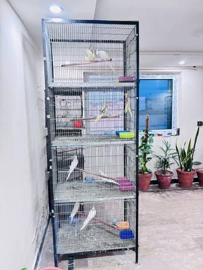 cocktail and other birds setup! read add.