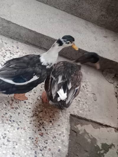 pair of ducks