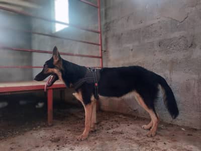 German shepherd female 8 months bully coat