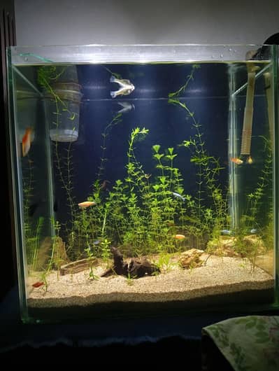 Aquarium with live plants and expensive fishes brand new