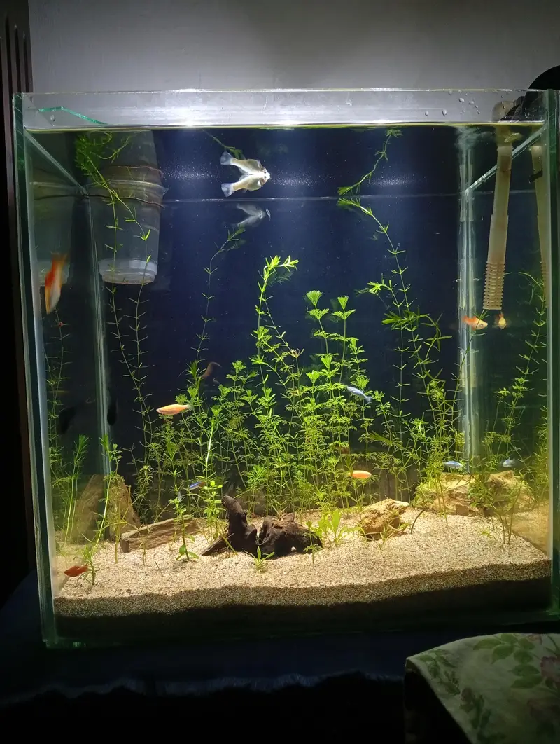 Aquarium with live plants and expensive fishes brand new