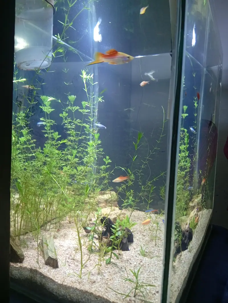 Aquarium with live plants and expensive fishes brand new — photo 2