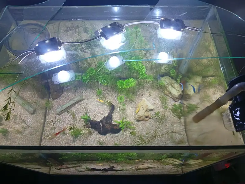Aquarium with live plants and expensive fishes brand new — photo 3