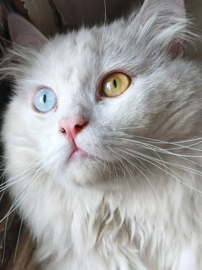 this cat is active play full and very com