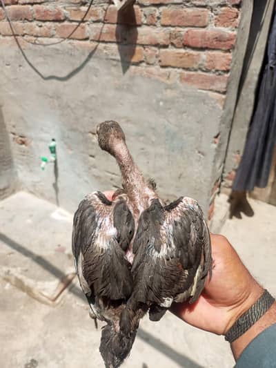 saifabad Faisalabad