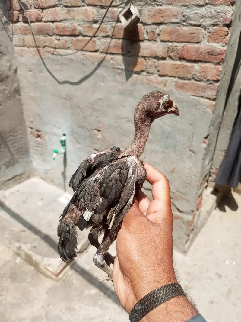 saifabad Faisalabad — photo 2