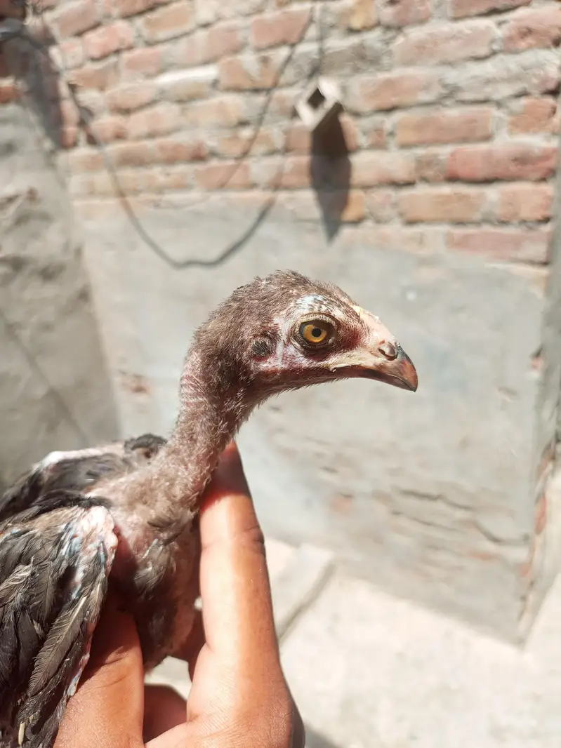 saifabad Faisalabad — photo 3