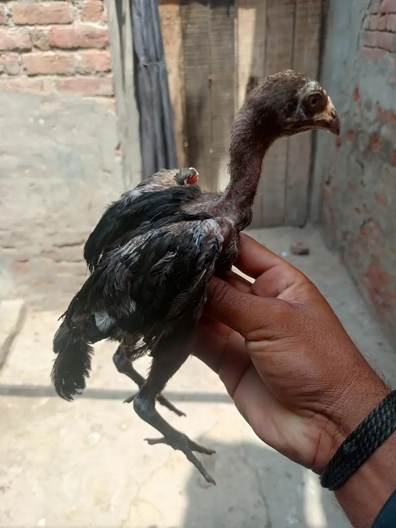 saifabad Faisalabad — photo 4