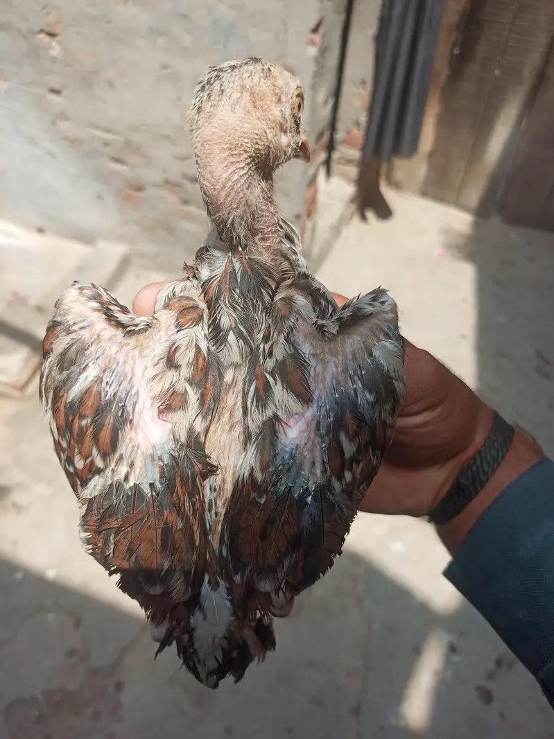 saifabad Faisalabad — photo 5